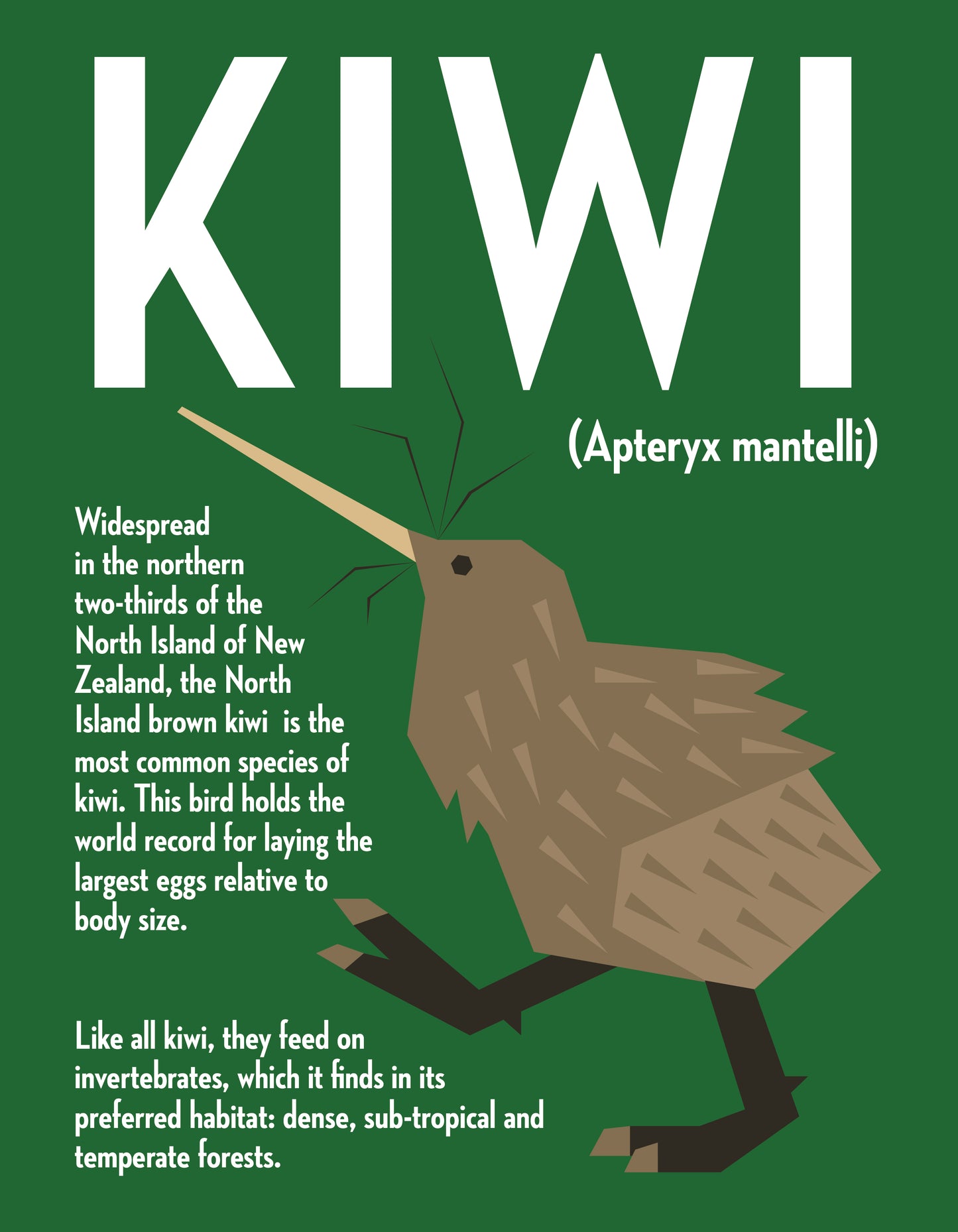 Kiwi Vector Infographic Art Print