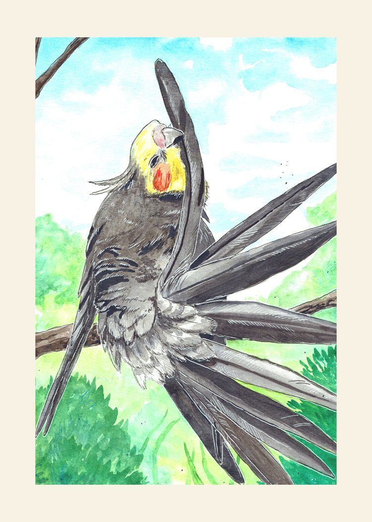 Preening Cockatiel Watercolor Art Print