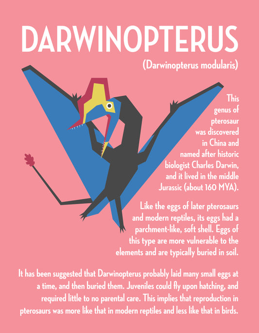 Darwinopterus Vector Infographic Art Print