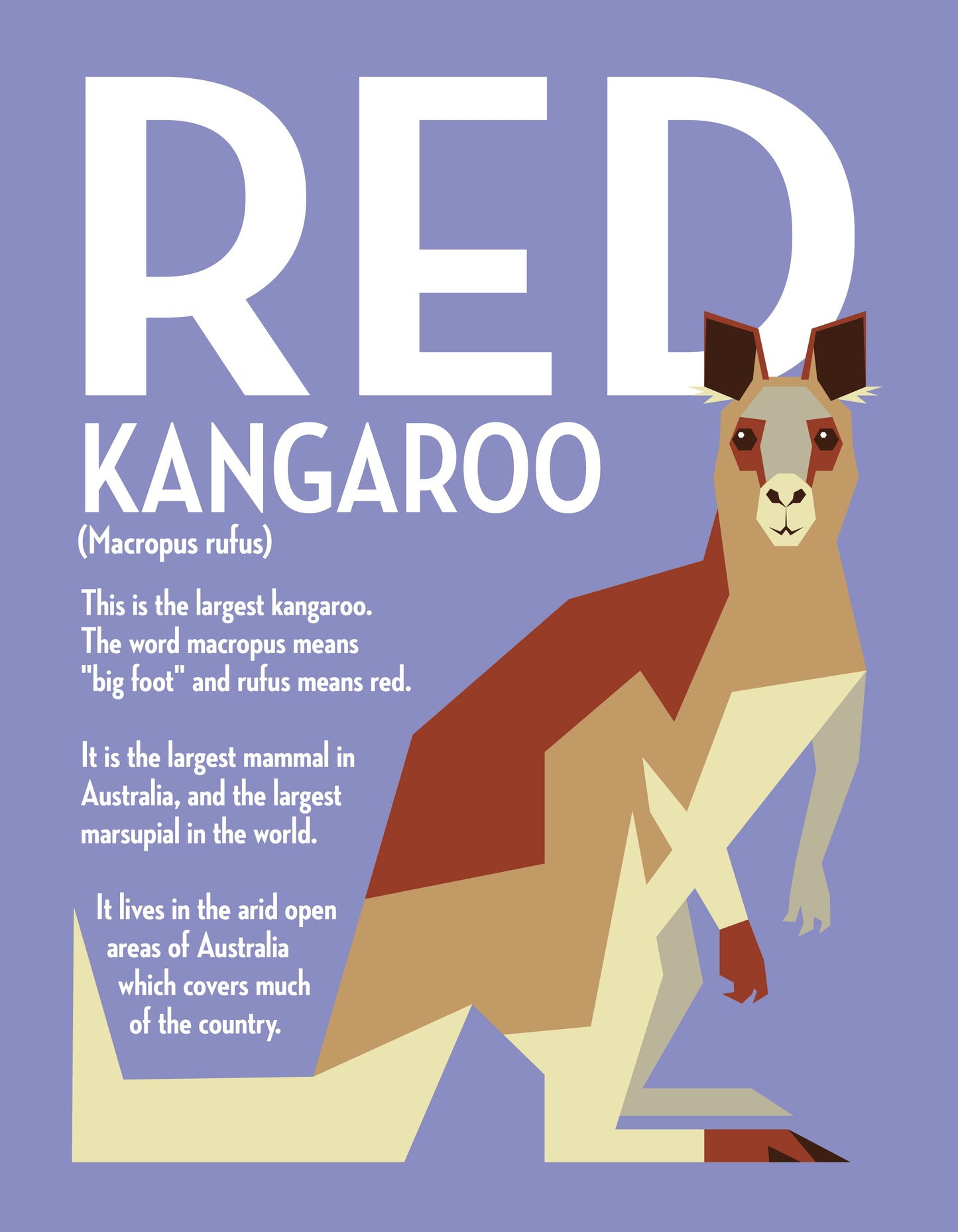 Kangaroo Vector Infographic Art Print