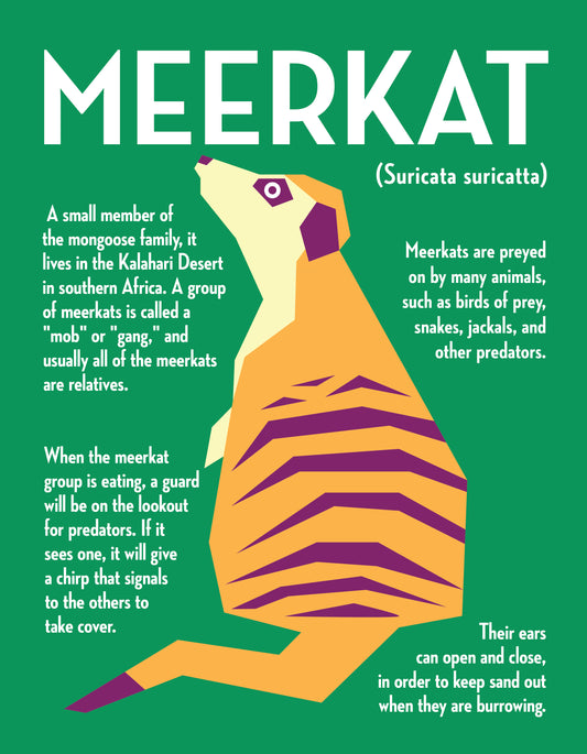 Meerkat Vector Infographic Art Print