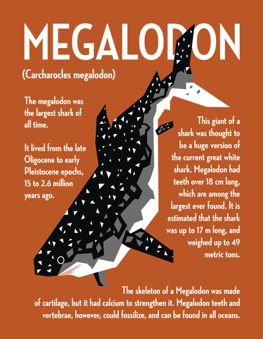 Megalodon Vector Infographic Art Print