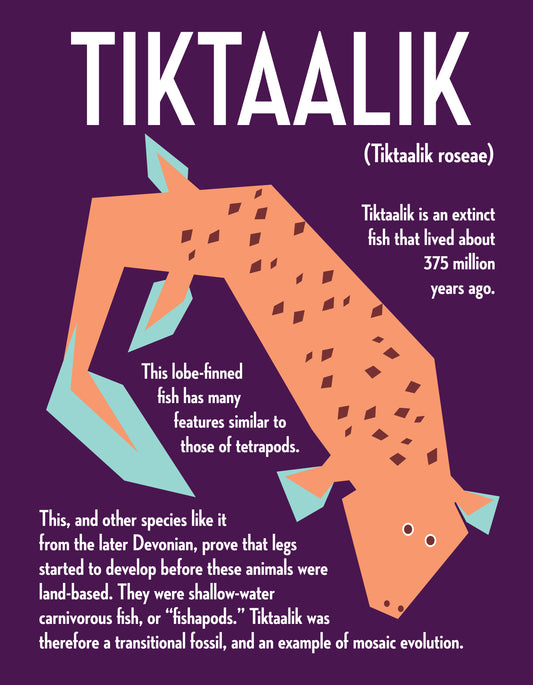 Tiktaalik Vector Infographic Art Print