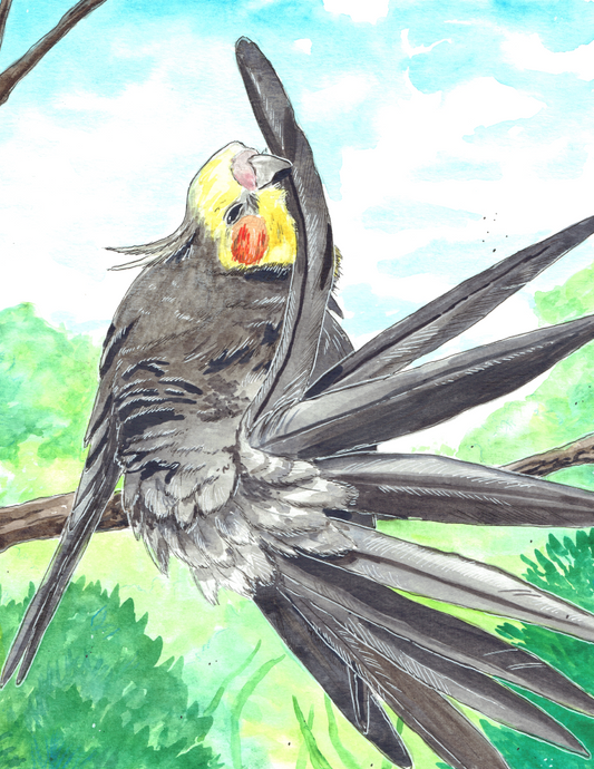 Preening Cockatiel Watercolor Art Print