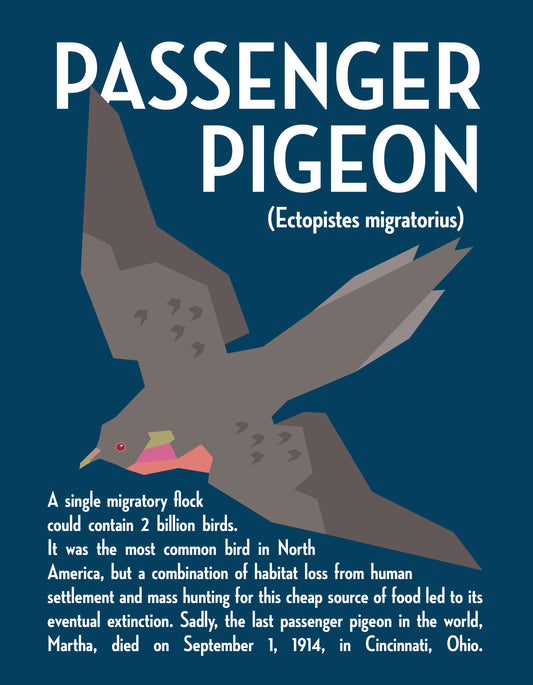 Passenger Pigeon Vector Infographic Art Print