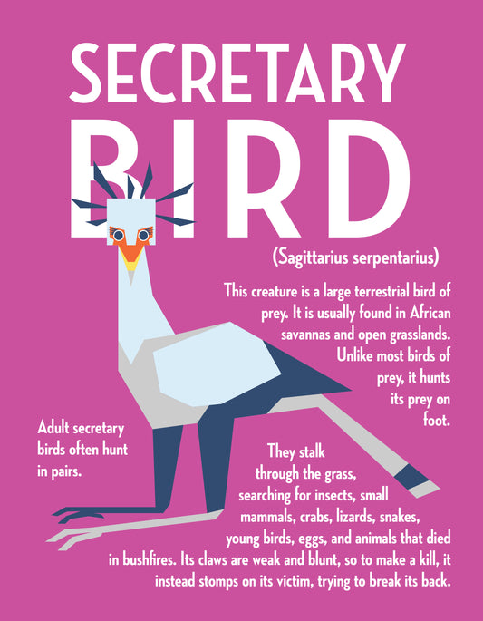 Secretary Bird Vector Infographic Art Print